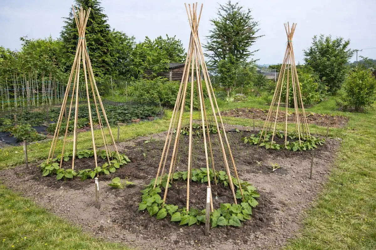 Bambusová tyč do záhrady – prírodná opora pre rastliny