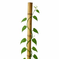 Bambusová tyč 180cm, záhradná podpera pre rastliny, priemer 20-22mm